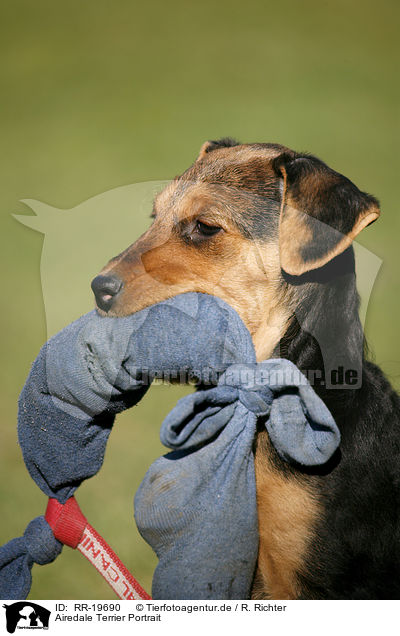 Airedale Terrier Portrait / Airedale Terrier Portrait / RR-19690