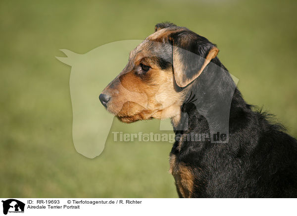 Airedale Terrier Portrait / Airedale Terrier Portrait / RR-19693