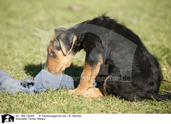 Airedalle Terrier Welpe / Airedale Terrier Puppy / RR-19694
