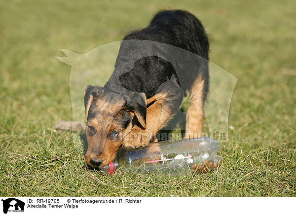 Airedalle Terrier Welpe / Airedale Terrier Puppy / RR-19705