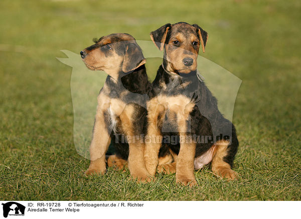 Airedalle Terrier Welpe / Airedale Terrier Puppy / RR-19728