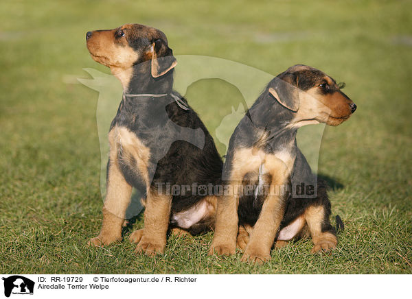 Airedalle Terrier Welpe / Airedale Terrier Puppy / RR-19729