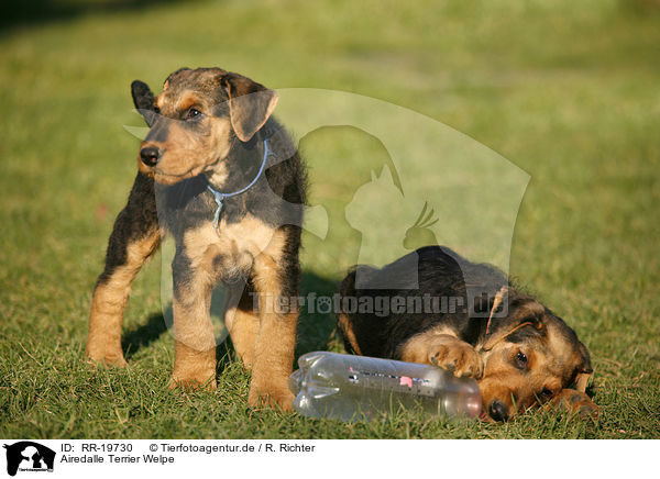 Airedalle Terrier Welpe / Airedale Terrier Puppy / RR-19730