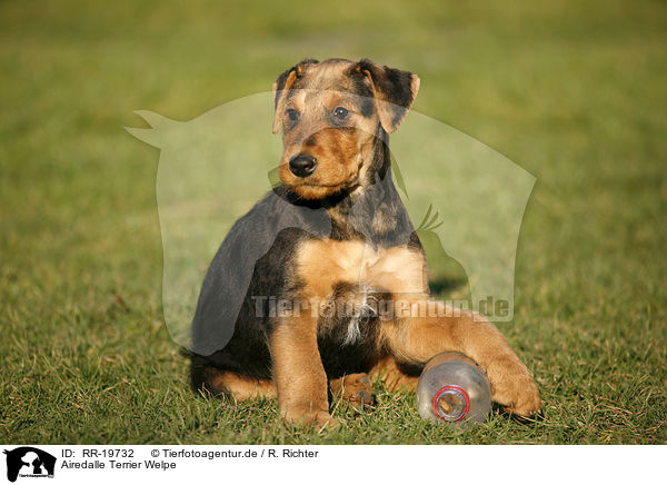 Airedalle Terrier Welpe / Airedale Terrier Puppy / RR-19732
