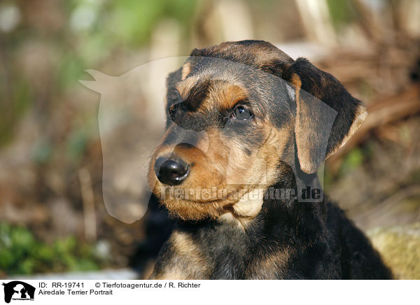 Airedale Terrier Portrait / Airedale Terrier Portrait / RR-19741