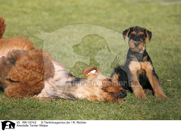 Airedalle Terrier Welpe / Airedale Terrier Puppy / RR-19742