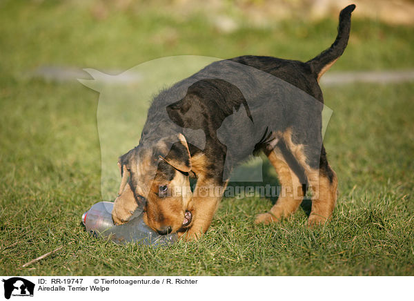Airedalle Terrier Welpe / Airedale Terrier Puppy / RR-19747