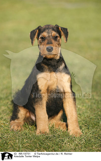 Airedalle Terrier Welpe / Airedale Terrier Puppy / RR-19751