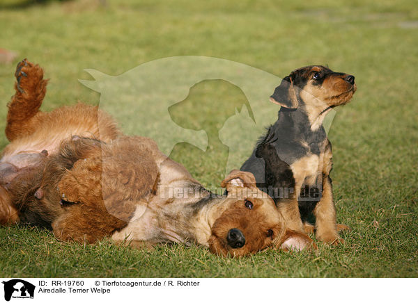 Airedalle Terrier Welpe / Airedale Terrier Puppy / RR-19760