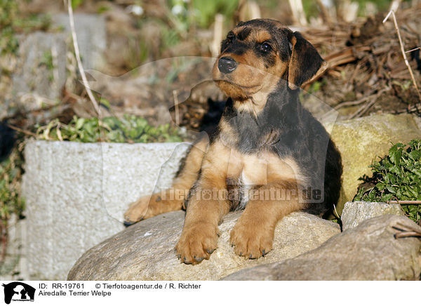Airedalle Terrier Welpe / Airedale Terrier Puppy / RR-19761