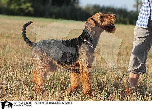 Airedale Terrier / Airedale Terrier / KMI-01958