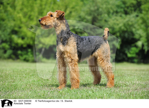 Airedale Terrier / Airedale Terrier / SST-06658