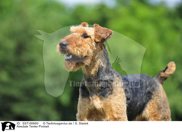 Airedale Terrier Portrait / Airedale Terrier Portrait / SST-06660