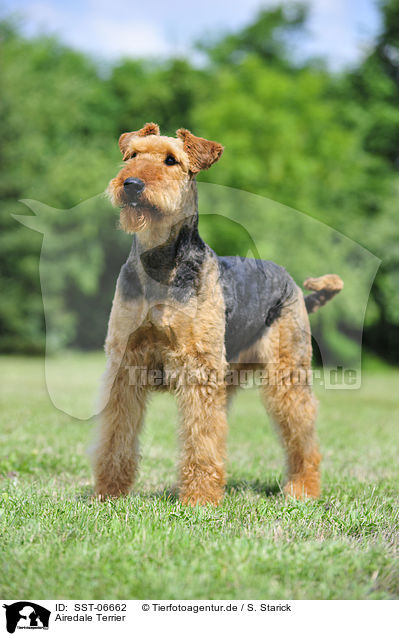 Airedale Terrier / Airedale Terrier / SST-06662