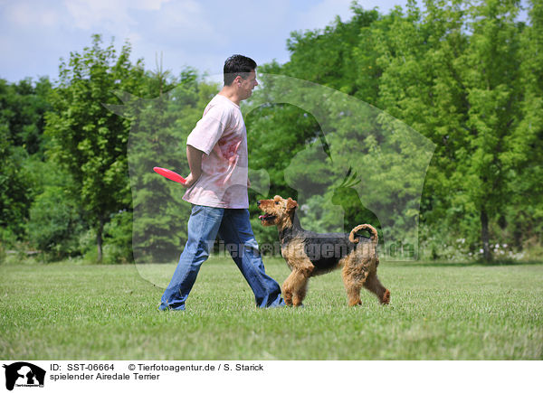 spielender Airedale Terrier / playing Airedale Terrier / SST-06664