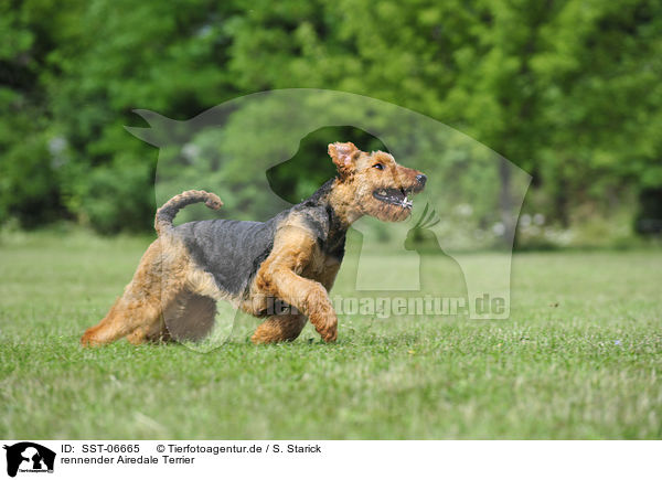 rennender Airedale Terrier / running Airedale Terrier / SST-06665