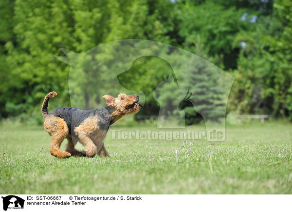 rennender Airedale Terrier / running Airedale Terrier / SST-06667