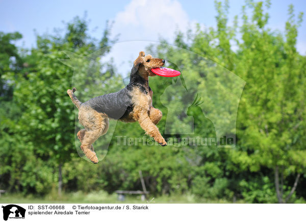 spielender Airedale Terrier / playing Airedale Terrier / SST-06668