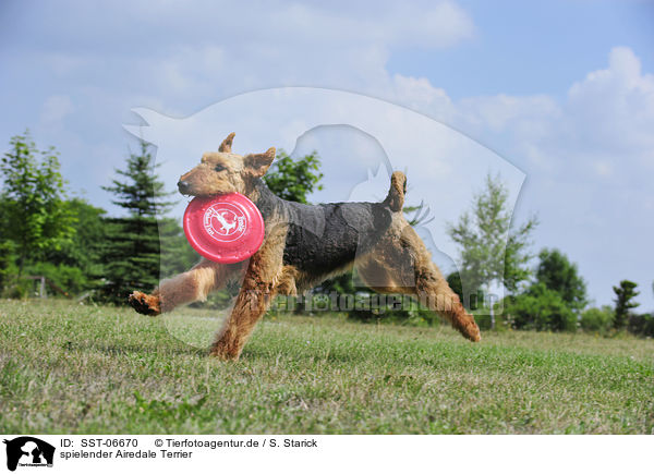 spielender Airedale Terrier / playing Airedale Terrier / SST-06670