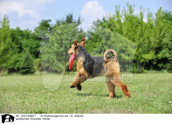 spielender Airedale Terrier / playing Airedale Terrier / SST-06671