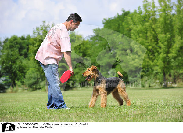 spielender Airedale Terrier / playing Airedale Terrier / SST-06672