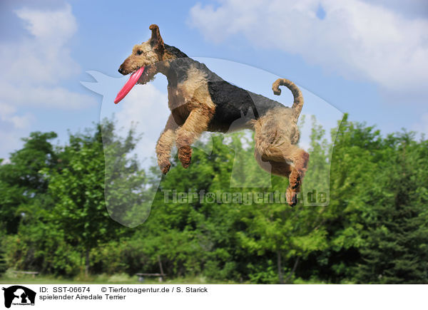 spielender Airedale Terrier / playing Airedale Terrier / SST-06674