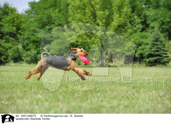 spielender Airedale Terrier / playing Airedale Terrier / SST-06675