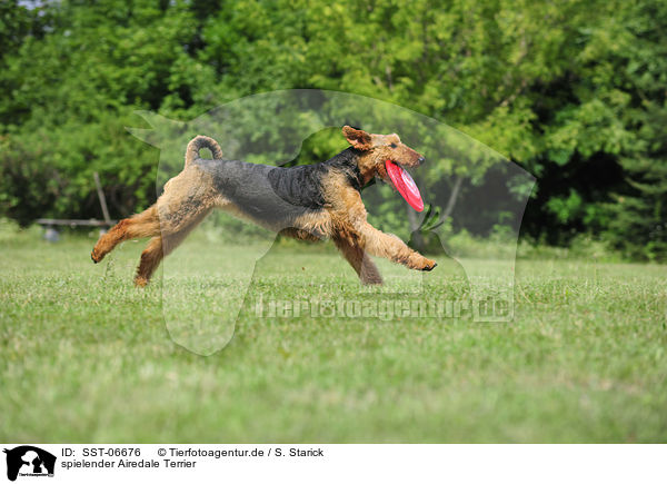 spielender Airedale Terrier / playing Airedale Terrier / SST-06676