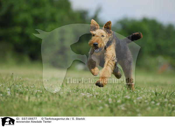 rennender Airedale Terrier / SST-06677
