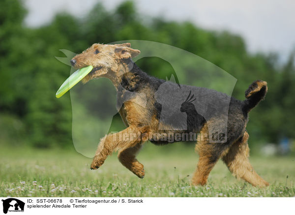 spielender Airedale Terrier / playing Airedale Terrier / SST-06678
