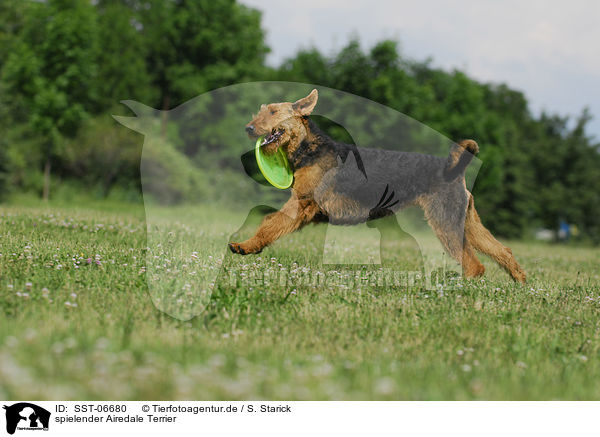 spielender Airedale Terrier / playing Airedale Terrier / SST-06680
