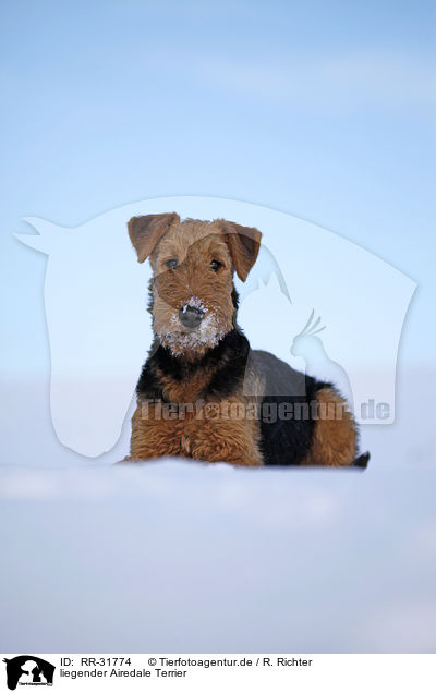 liegender Airedale Terrier / lying Airedale Terrier / RR-31774