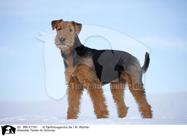 Airedale Terrier im Schnee / Airedale Terrier in snow / RR-31781