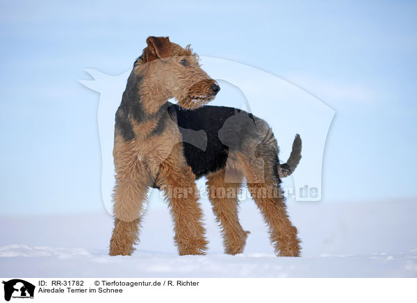 Airedale Terrier im Schnee / Airedale Terrier in snow / RR-31782