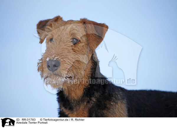 Airedale Terrier Portrait / Airedale Terrier Portrait / RR-31783
