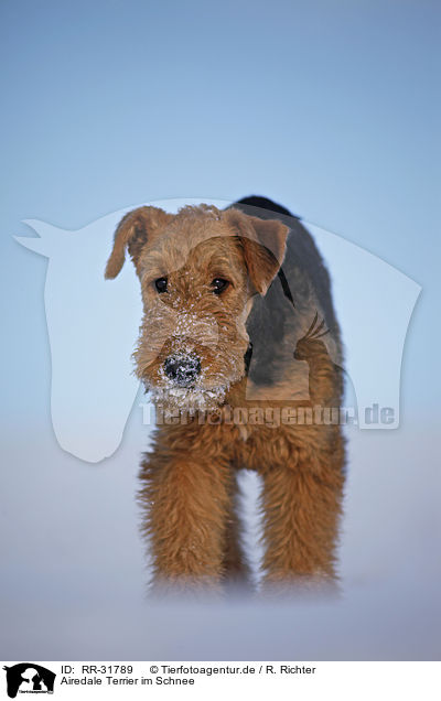 Airedale Terrier im Schnee / Airedale Terrier in snow / RR-31789