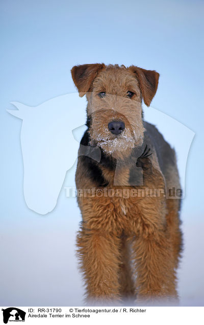 Airedale Terrier im Schnee / Airedale Terrier in snow / RR-31790