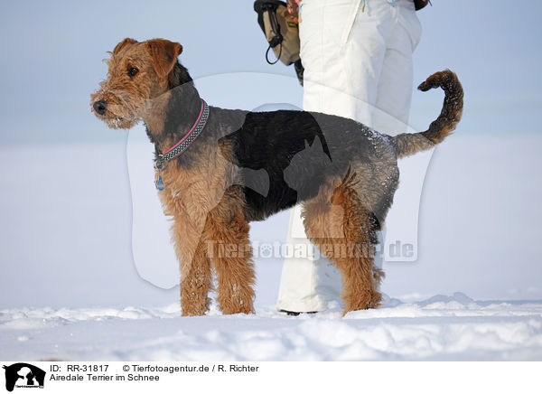 Airedale Terrier im Schnee / Airedale Terrier in snow / RR-31817