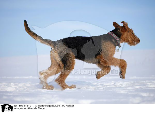 rennender Airedale Terrier / running Airedale Terrier / RR-31819