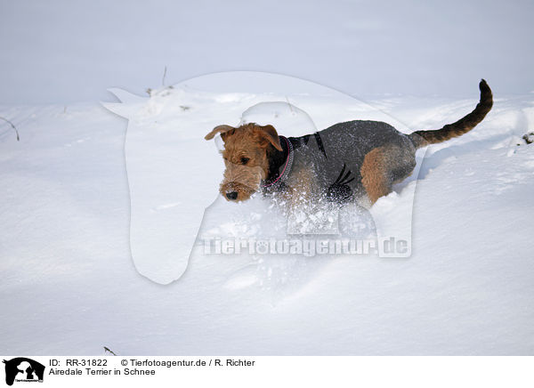 Airedale Terrier in Schnee / Airedale Terrier in snow / RR-31822