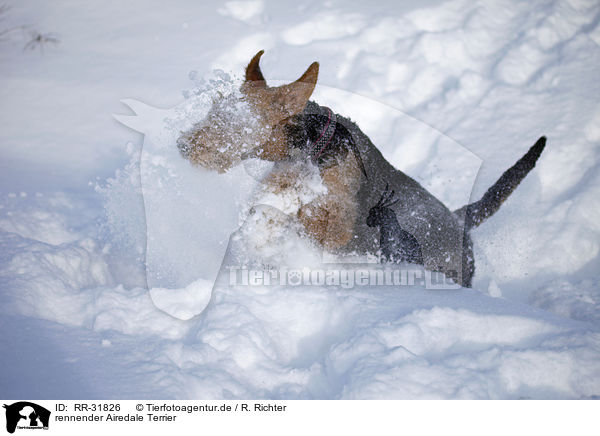 rennender Airedale Terrier / running Airedale Terrier / RR-31826