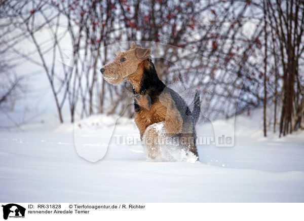 rennender Airedale Terrier / running Airedale Terrier / RR-31828