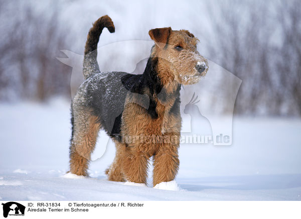 Airedale Terrier im Schnee / Airedale Terrier in snow / RR-31834