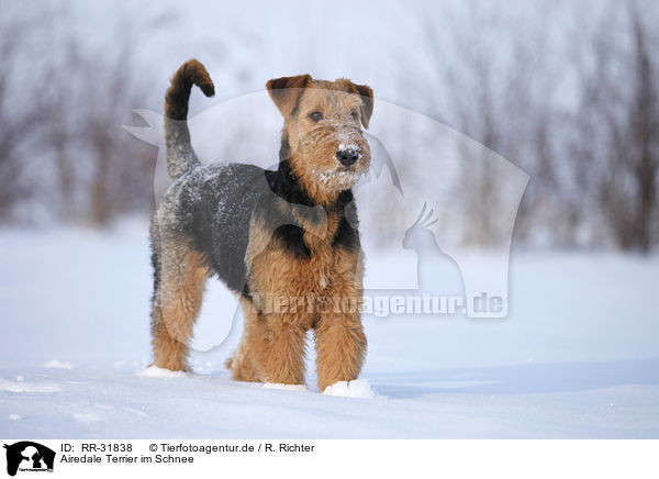 Airedale Terrier im Schnee / Airedale Terrier in snow / RR-31838
