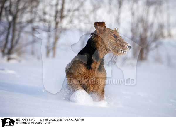 rennender Airedale Terrier / running Airedale Terrier / RR-31845