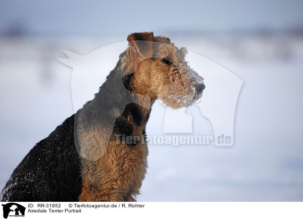 Airedale Terrier Portrait / Airedale Terrier Portrait / RR-31852