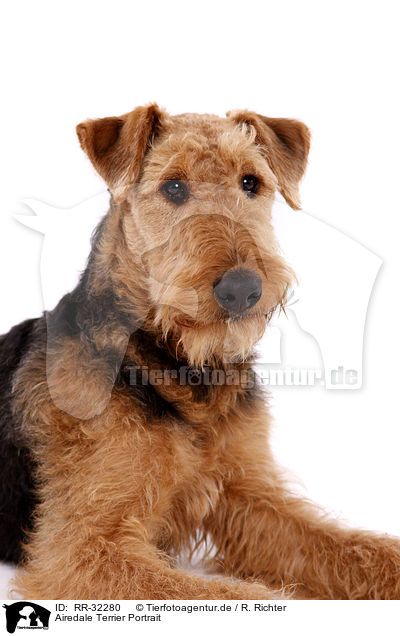 Airedale Terrier Portrait / Airedale Terrier Portrait / RR-32280