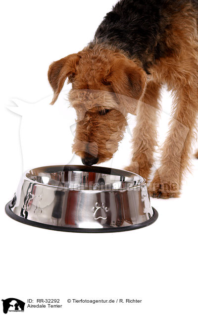 Airedale Terrier / Airedale Terrier / RR-32292