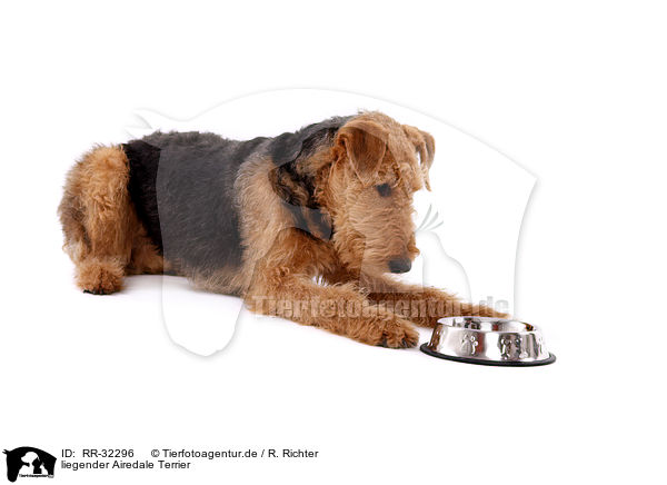 liegender Airedale Terrier / lying Airedale Terrier / RR-32296