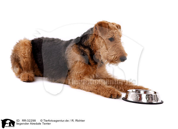 liegender Airedale Terrier / lying Airedale Terrier / RR-32298